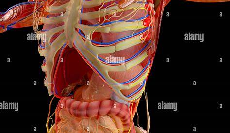 Anatomie des Menschen mit verschiedenen Organen 445701 Vektor Kunst bei