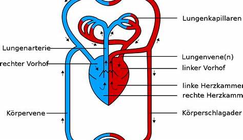 Aufbau und Funktion des Blutkreislaufs | Gesundheits-Wiki
