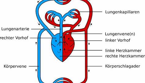 Der Blutkreislauf des menschlichen Körpers verständlich erklärt: