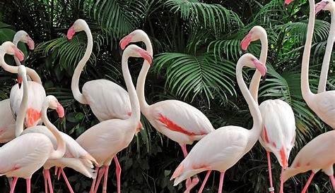 A group of flamingos is called a flamboyance - YouTube