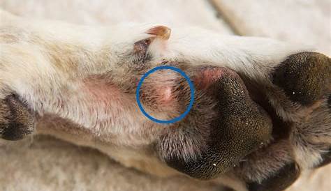 What Is This Growth On My Dogs Paw
