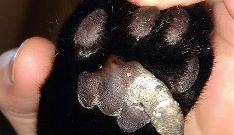 Hard Growth On Cat Paw Pad - What Is It And How To Deal With It?