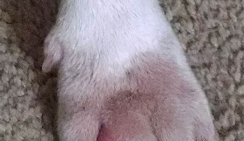 What Is This Growth On My Dogs Paw