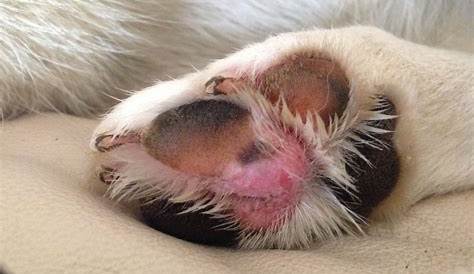 Are Your Dog’s Paw Pads Hairy? It Might Be Hyperkeratosis. Here’s What