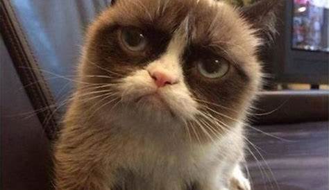 40 Funny Grumpy Cat Memes