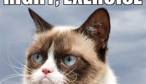 25++ Funny Grumpy Cat Memes Clean - Factory Memes