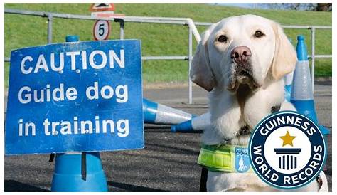 Guide Dog Training Manual Commands Basic To Advanced