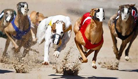 Australian greyhound racing - Track race - YouTube