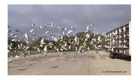 Jim Combs Gulf Coast Homing Pigeon Club - YouTube