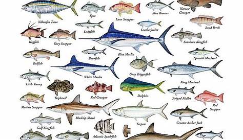 Gulf Of Mexico Fish Chart