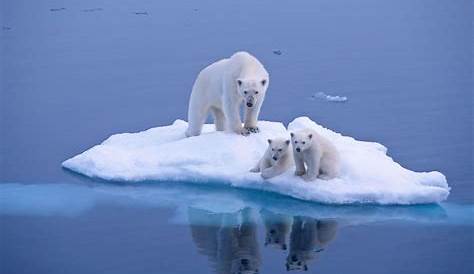 PHOTOS. Ours polaire: 10 clichés magnifiques pour la journée