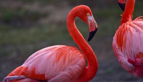 Caribbean Flamingo | The Maryland Zoo