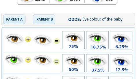 Hair And Eye Color Predictor Take These Fun Online Baby Gender s
