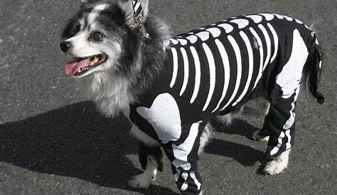 Spooktacular Halloween Costumes For Dogs: A Guide For Pet Owners