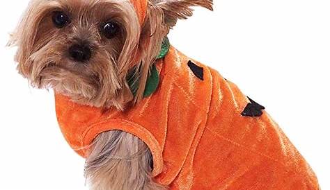 Spooktacular Styles: Halloween Costumes For Small Dogs
