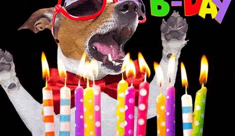 Hilarious DOG birthday GIF with birthday cake | Funimada.com