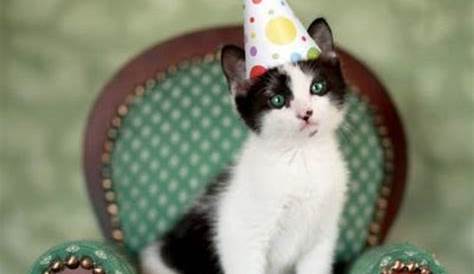 101 Funny Cat Birthday Memes for the Feline Lovers in Your Life | Funny