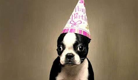 Happy Birthday Meme with Dogs | Funny Dog Birthday Wishes