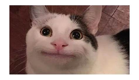 "Happy Cat Plain Meme" by joeyboca | Redbubble