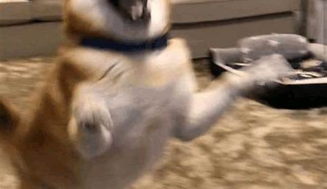 Dog Laugh GIF - Find & Share on GIPHY