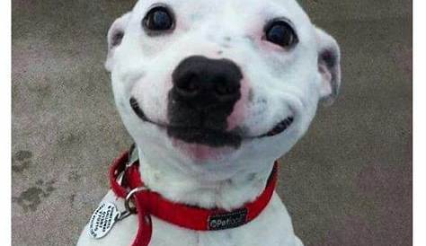 Smiling Dog | Smiling animals, Cute dogs, Smiling dogs