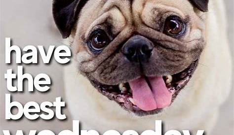 Happy Wednesday Dog | Funny dog faces, Happy wednesday, Funny dog memes