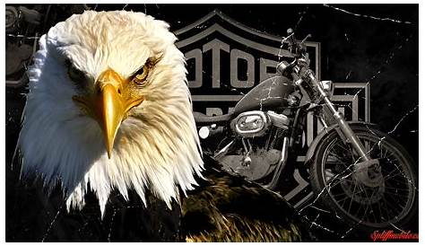 Harley Davidson Eagle Logo 4k, HD Bikes, 4k Wallpapers, Images