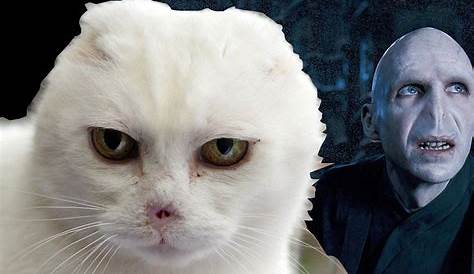 Harry Potter Blog: Kittens + Voldemort = Not EVIL