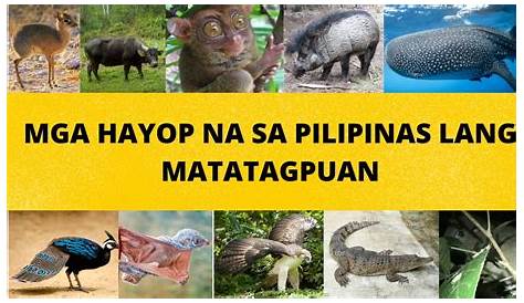 Mga Halaman At Hayop Na Makikita Lamang Sa Pilipinas - Mobile Legends