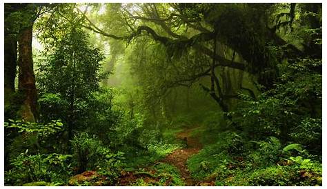 Green Forest HD Wallpapers - Wallpaper Cave