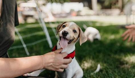 Paw Print Hearts Animal Rescue brought this sweet pup to our store to