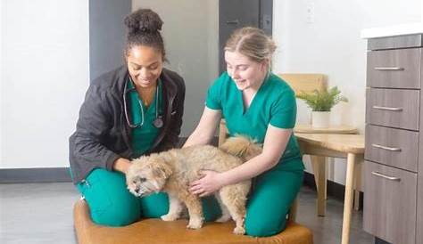 This Heartwarming Program Lets Patients Cuddle With Their Pets In The