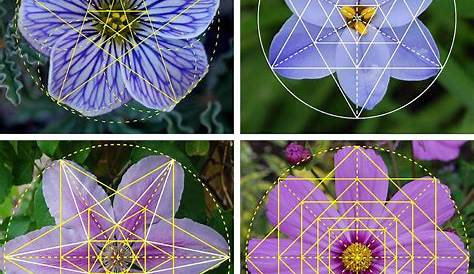 Was uns die Natur über Heilige Geometrie lehren kann (mit Bildern