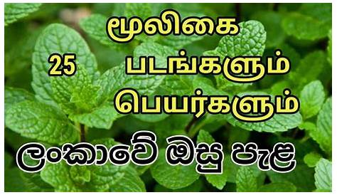 Herbal Plants Images With Name In Tamil Herbs And Their Uses 40 And Their