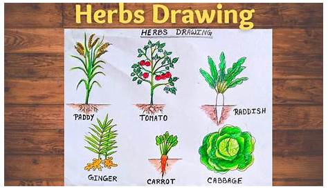 Herbs Plants Drawing For Kids Immensely Full Of Nutrients Sage Colouring Pages Picolour