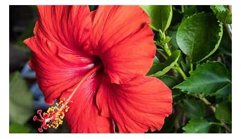 Hibiscus Rose De Chine Photo