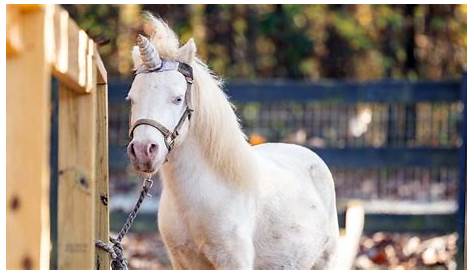 Unicorn farm Fountain Inn Hidden Pasture marks 2 years horse rescue