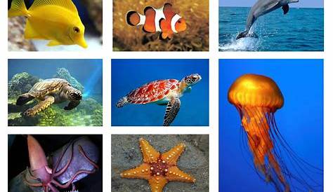 Lukisan Hidupan Dasar Laut / Download Gambar Hidupan Laut Untuk Mewarna