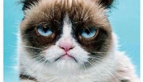The world's grumpiest cat! 40+ Funniest Grumpy Cat Memes Pics | FallinPets