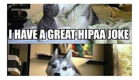 Hipaa Meme Dog Pin By Jane Harper On Comic Relief Funny Animal Jokes