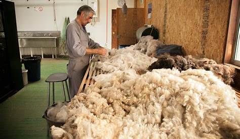 La lana es sin duda la fibra noble estelar para este invierno.