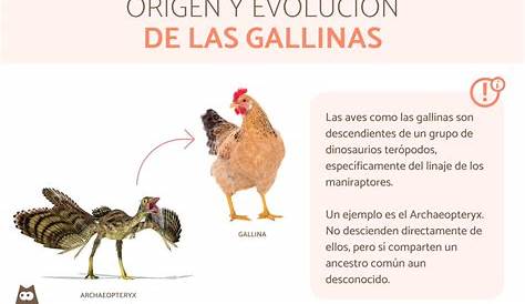 La gallina doméstica: características, origen y domesticación