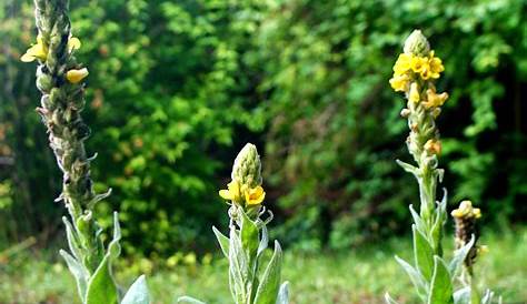 Gelbe Blüten Foto & Bild | pflanzen, pilze & flechten, blüten