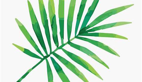 Colección de hojas de palmeras dibujadas a mano | Vector Gratis