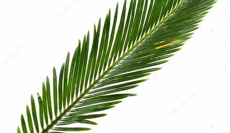 Información sobre palmeras para climas fríos | Jardineria On