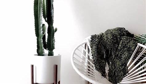 Home Decor Cacti Trend: Revitalize Your Space With Prickly Beauties