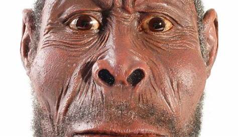 Estiman que el homo erectus es unos 200 mil años más antiguo de lo que