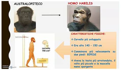 L' HOMO HABILIS