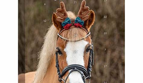 Lincoln Advent Calendar for your Horse Everything Horse