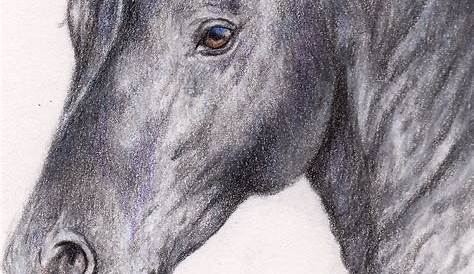 Horse Drawing Friesian In Coloured Pencil By Gemma Whelbourn